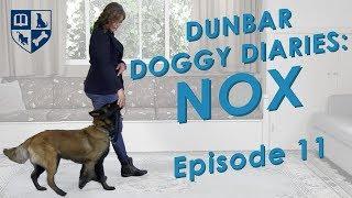 Dunbar Dog Diaries #11 - Loose leash walking and heeling.