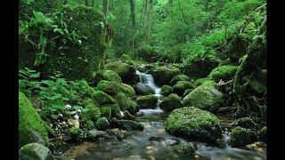 SONIDO DEL AGUA FLUYENDO EN EL RIO PARA DORMIR / WATER SOUND IN THE RIVER FLOWING TO SLEEP