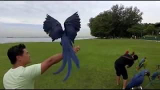 Affinity Flight: Hyacinth Macaw free-flying at beach