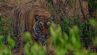 Deer's Close Call with a Tiger | BBC Earth