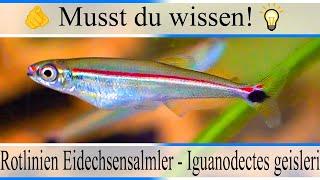 Haltungsbedingungen & Infos Rotlinien Eidechsensalmler - Iguanodectes geisleri | #Aquarium