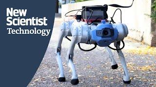 How to train your robot dog using AI simulations