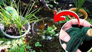 Mini pond, bullet proof fish, PopoSoap Solar Powered Pump