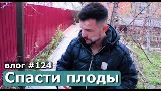 КАРАНТИН ПРОДОЛЖАЕТСЯ / ОТКАЗ ОТ ПРИВИВКИ / САД / ЗАЩИТА ОТ НАСЕКОМЫХ / ТО В АНАПЕ / ЖИЗНЬ В ДЕРЕВНЕ