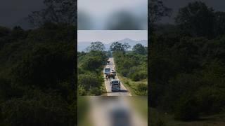 Люди платят слонам за проезд
