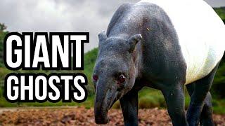 3 Of The Most Elusive Giant Animals In The World