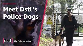 Meet Dstl's Police Dogs | The Long Paw Of The Law