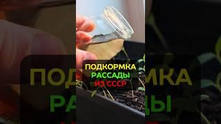 Лучшая подкормка рассады: удобрение из СССР #огород #сад #подкормкарассады #удобрение #рассада #дача