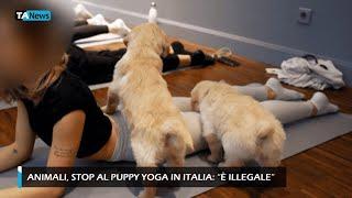 Animali, stop al puppy yoga in Italia: "È illegale"