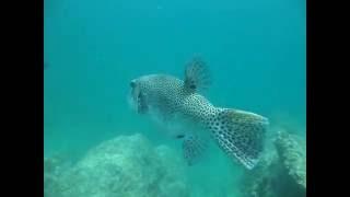 Starry toadfish (Pufferfish) in Sharm Rocks (Pinnacles, or three rocks), Fujairah, UAE, 10/5/2014