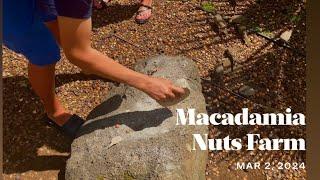 Beautiful Hawai’i 2024 | Macadamia Nuts Farm