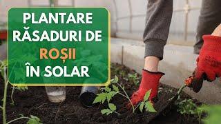 Plantarea rasadurilor de rosii in solar