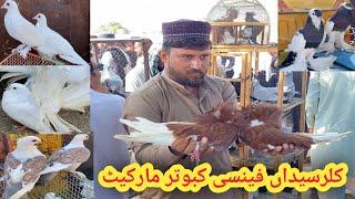 Fancy Pigeon Market Kallar Syedan | Latest Update Fancy Kabootar Market Price | 8/10/2024 kabutar