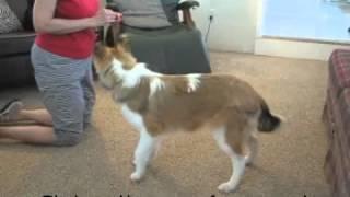 How to Teach Spin or Turn Around, Dog Tricks, collie, puppy