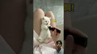 Reaction video #kucinglucu #catvideos