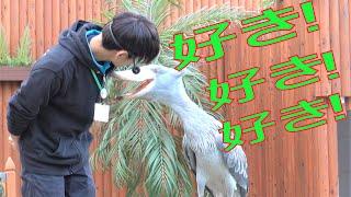 ハシビロコウ ふたば おやつタイム  お兄さん飼育員と、ふたばちゃんは、二人とも楽しそうです。 Shoebill Futaba Snack time