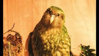 Newborn - Kakapo (2005)