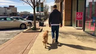 Goldendoodle Dog Training, Laci, 7 month old: Off Leash K9 Training Lehigh Valley