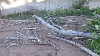 Tree Branches Blown Down - 2019-05-23