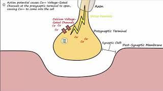 The Neuromuscular Junction (Described Concisely)