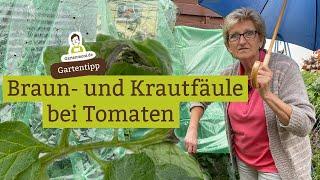 Nur noch Regen! Braun- und Krautfäule bei Tomaten