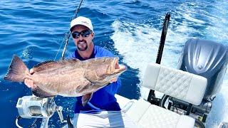 BLACK GROUPER REVENGE on the 28' Freeman! (Catch Clean Cook - Piccata Style)