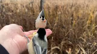 Hand-feeding Birds in Slow Mo - Chickadees, Nuthatches, Downy Woodpecker, Tufted Titmice