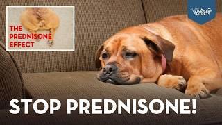 Avoid Prednisone's Nasty Side Effects with This Pet-Friendly Substitute!