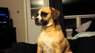 Dog hates farts.  Priceless reaction.