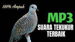 Suara Burung Tekukur Gacor Terbaru Paling Ampuh Untuk Pancingan Dan Pikat