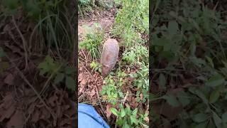 Armadillo core.  #armadillo #weird