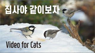 Cat TV,  cat video, 고양이가 좋아하는 영상, Video for Cats, 고양이를 위한 비디오, 고양이 시청영상, 새소리asmr