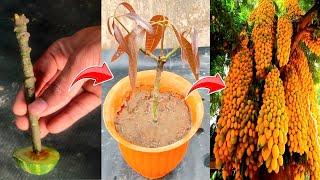 SPECIAL TECHNIQUE for growing mangoes with cucumber stimulate super fast fruit production