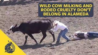 Wild Cow Milking Contest