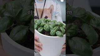 바질을 요리 하는데 구독자한테 DM이 온 이유