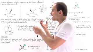 Introduction to Amino Acids