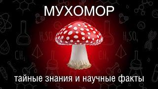 Мухомор | История гриба, полезные свойства и научные факты