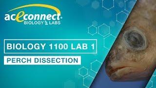 Biology Lab || Perch Dissection