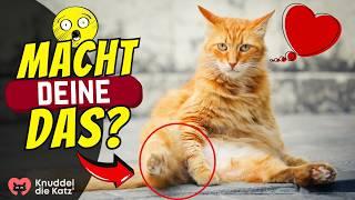 9 kuriose Angewohnheiten besonders verschmuster Katzen