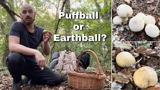 Edible Puffball or Poisonous Earthball Mushroom? Side By Side Comparison