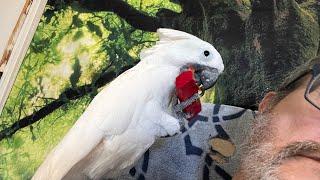 Cockatude: cockatoos with attitude: Chloe Sanctuary LIVE