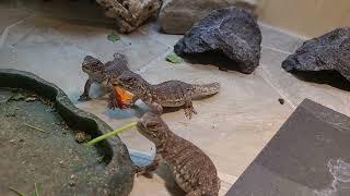 Elevages Lisard (2021) Uromastyx nigriventris babies eating flowers