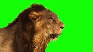 4K Lion Green Screen
