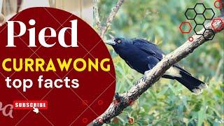 pied currawong facts