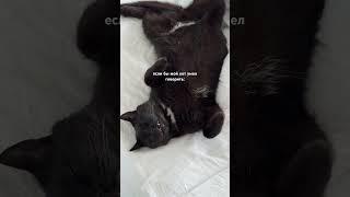 Именно так #кот #животные #cat #vlog #путешествия #trip #aesthetic #юмор #morningroutine