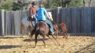 Mister Dual Pep - finished 5 year old show gelding NCHA money earner - own son of Mister Dual Pep