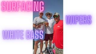 Surfacing Wipers and White Bass Kansas Fishing #YOUTUBE SHORTS