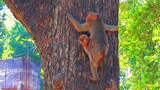 Bredy Taking Good Cared Monkey Baby Abandoned | Wildlife Monkeys