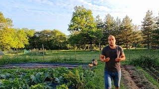 Comment augmenter sa production de légumes facilement