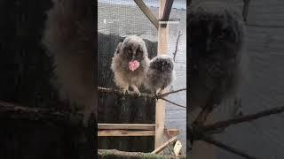 Двох совенят прихистила волонтерка і ветеринарка з Гощі #shorts